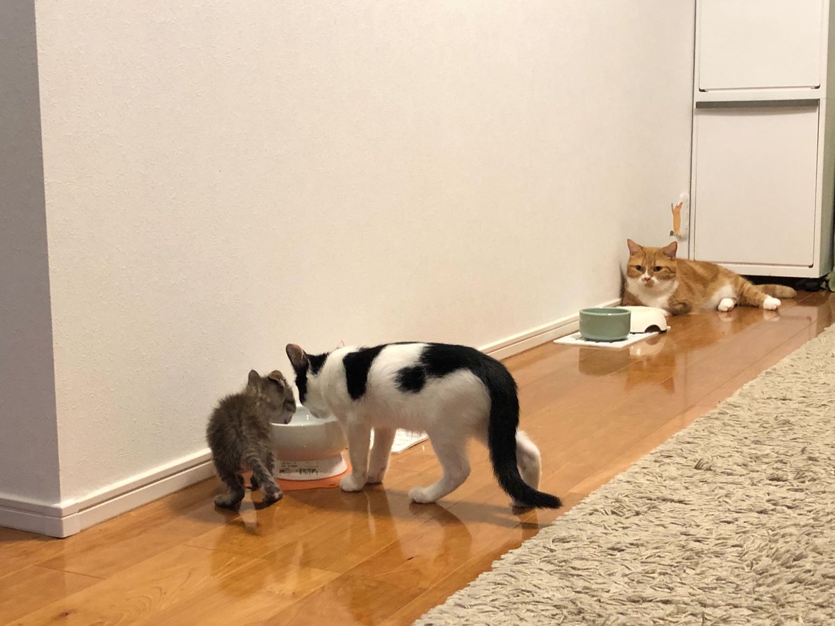 皆さま、おはようございます🐱

今日は3月2日で #ミニの日 だそうです。
ねこ事務局員たちがミニだった頃の写真、載せておきますね。

今週も1週間、がんばりましょー！

#企業公式が朝のあいさつを言い合う
#企業公式つぶやき部 
#企業公式相互フォロー 
#猫