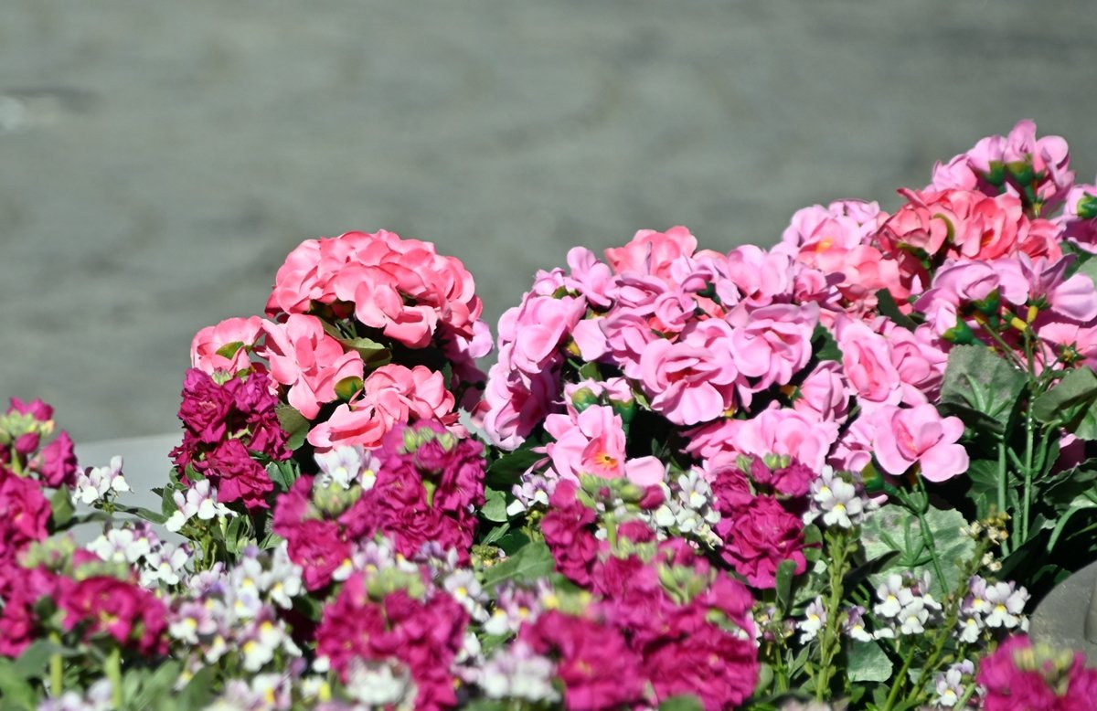 花と緑のTDRブログ_ユキヤナギ tweet media