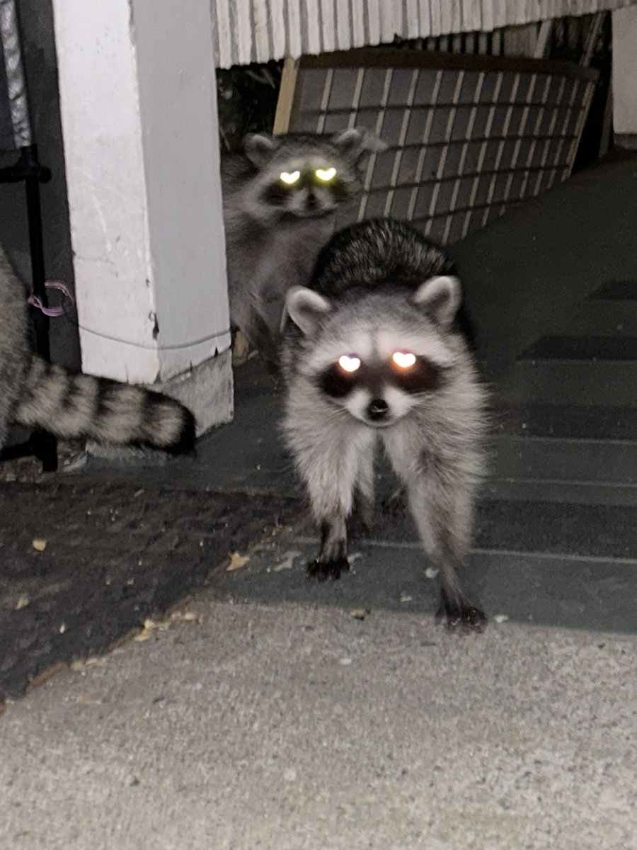 Raccoons Hourly (@raccoonhourly) on Twitter photo 