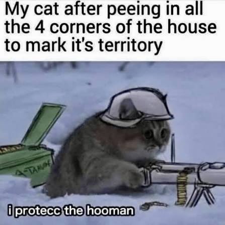 dcd728's tweet image. #Kitty thinks he’s #protecting me when #reality is just a #stinky #house