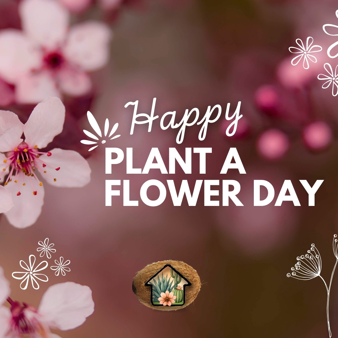 CoconutContrac1's tweet photo. Celebrate Plant a Flower Day by filling your yard with color and life. From seasonal blooms to fresh garden beds and flowering shrubs, the right flowers can transform any space. Coconut Contracting can help you design and maintain a yard that truly shines. Contact us today! https://t.co/suM39bDFMc