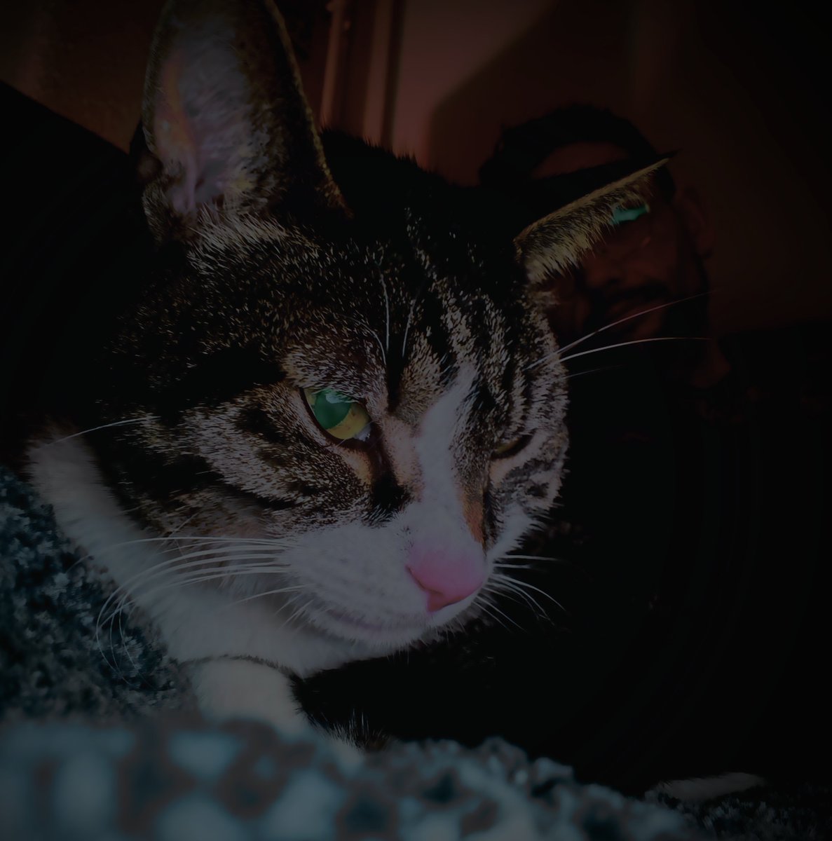 maickel1979's tweet image. Saampjes op de bank een
docu kijken..... Me &amp;amp; Poes 🩶
#insomnia #nosleep #stress
#depression #mentalhealth