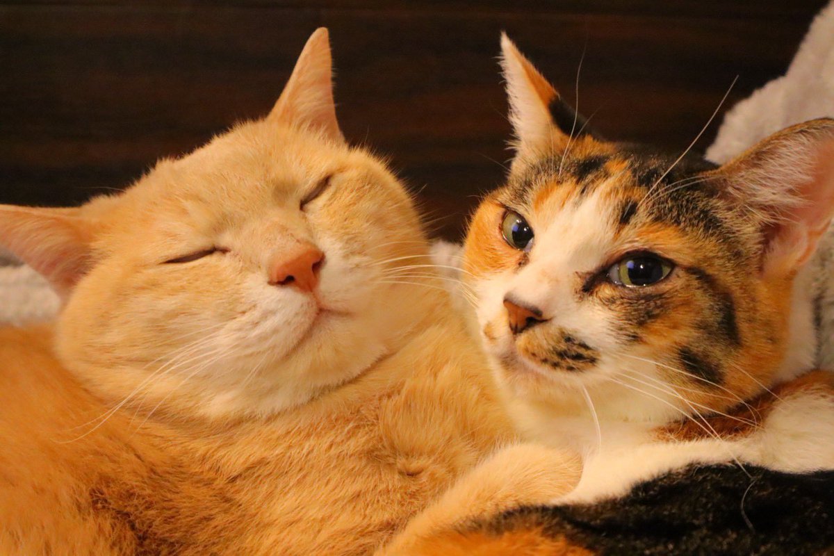 【完全個室猫カフェ】猫邸スイートホームウリエル tweet media