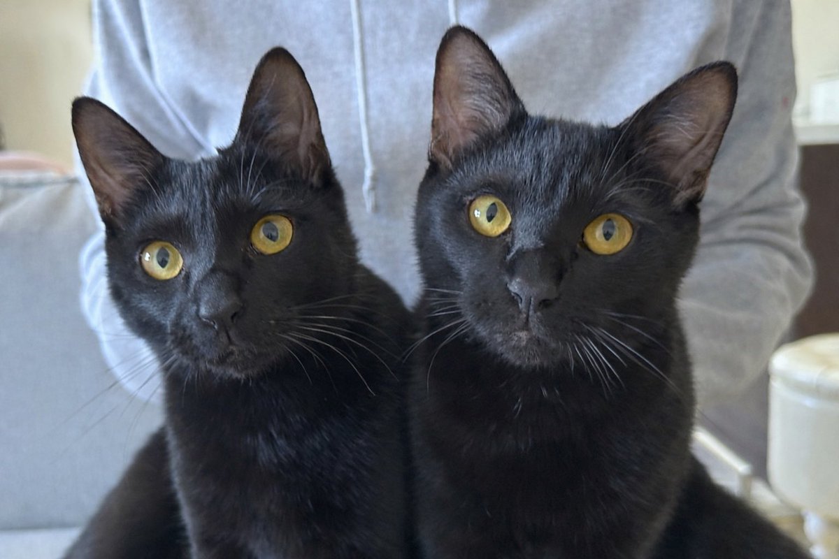 梅子の部屋【黒猫兄妹】 (@umeko9625yamato) / Posts / X