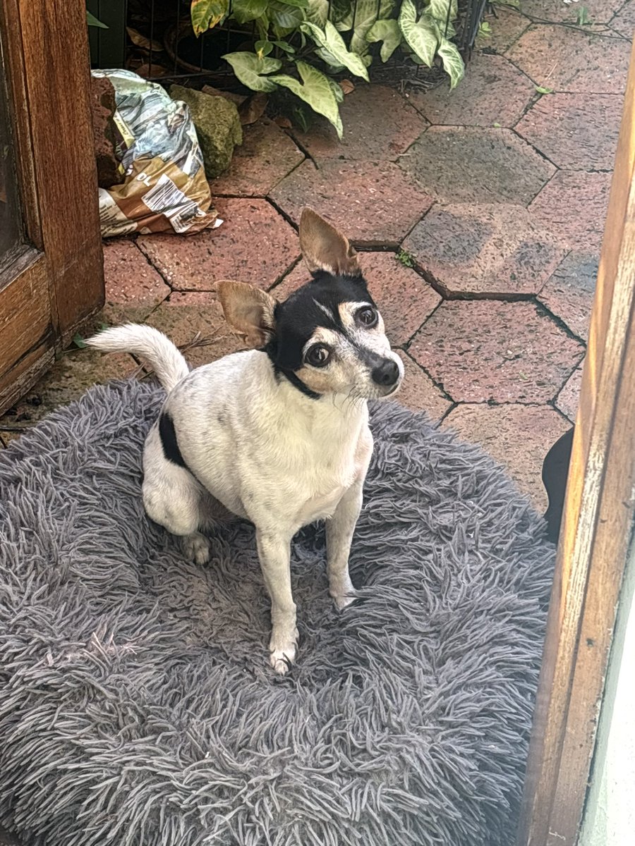 peterofnewtown1's tweet image. As usual I give my vote some exercise, encouraging worthy candidates, before resting in Labor or the Greens. 

It’s been many years since walking the dogs and the associated interesting discussions. Hope you’re well. Harry is long gone but have a beautiful replacement.