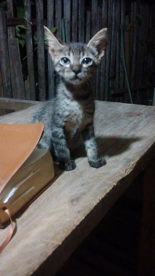 Juan💢🐺 tweet media