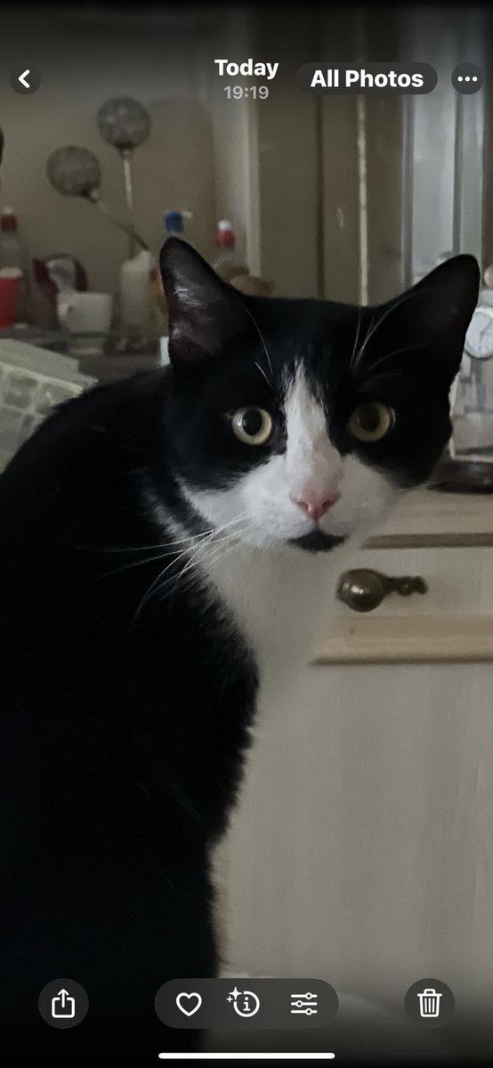 I know not business, If people could help, cat missing in #Litherland L21 #liverpool  my mothers cat hasn’t been seen since Thursday