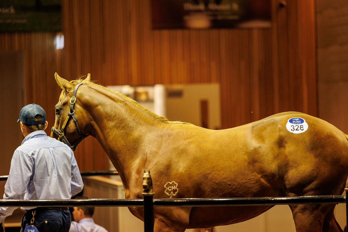 Cannon Hayes Stud tweet media