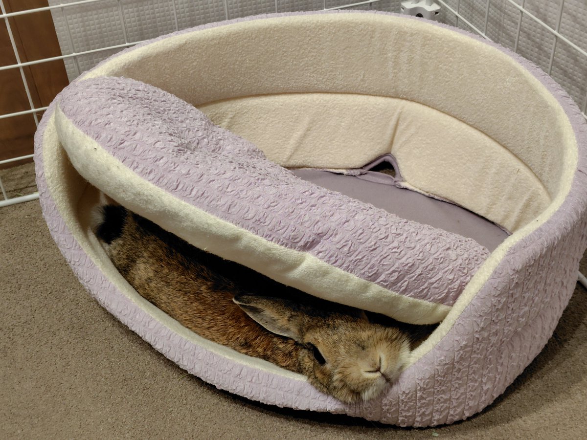 なんか肌寒いね🐰 #うさぎ