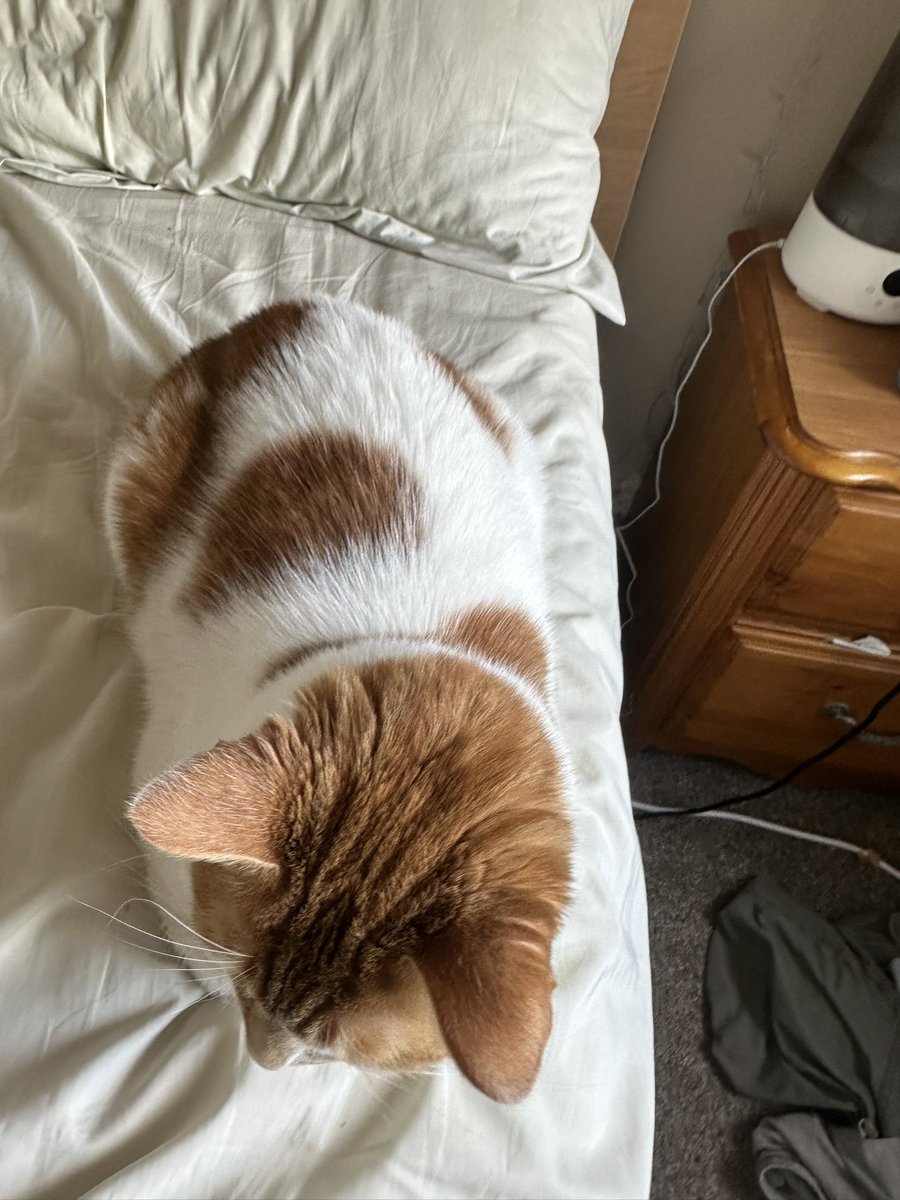 Pumpkin Sink Inspector tweet media