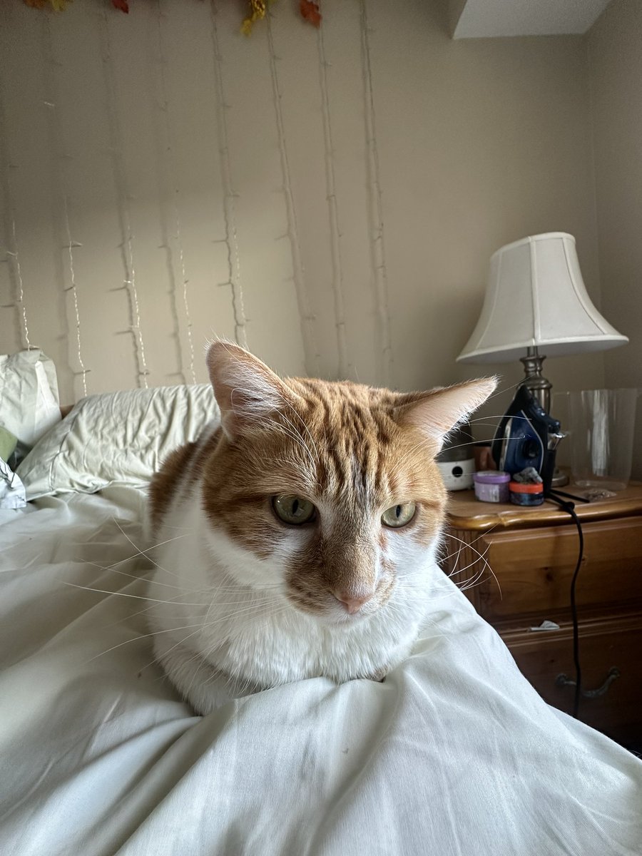 Pumpkin Sink Inspector tweet media