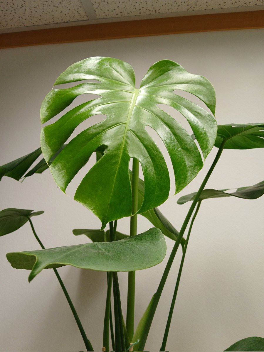 Fiona ❤️💙 tweet media