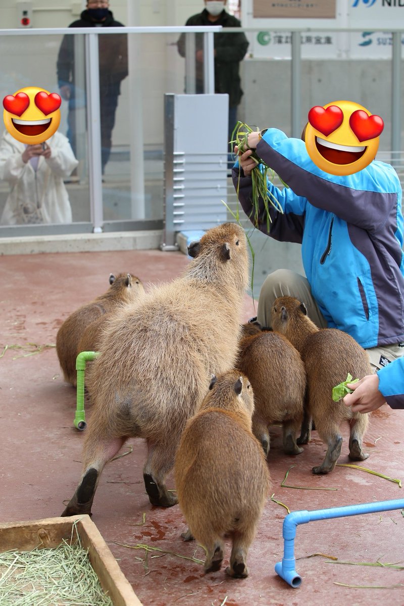 デカっ！』 #たけすい #カピバラ #めめ