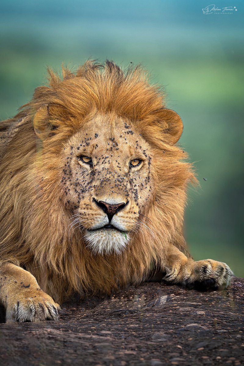 Mohan Thomas tweet media