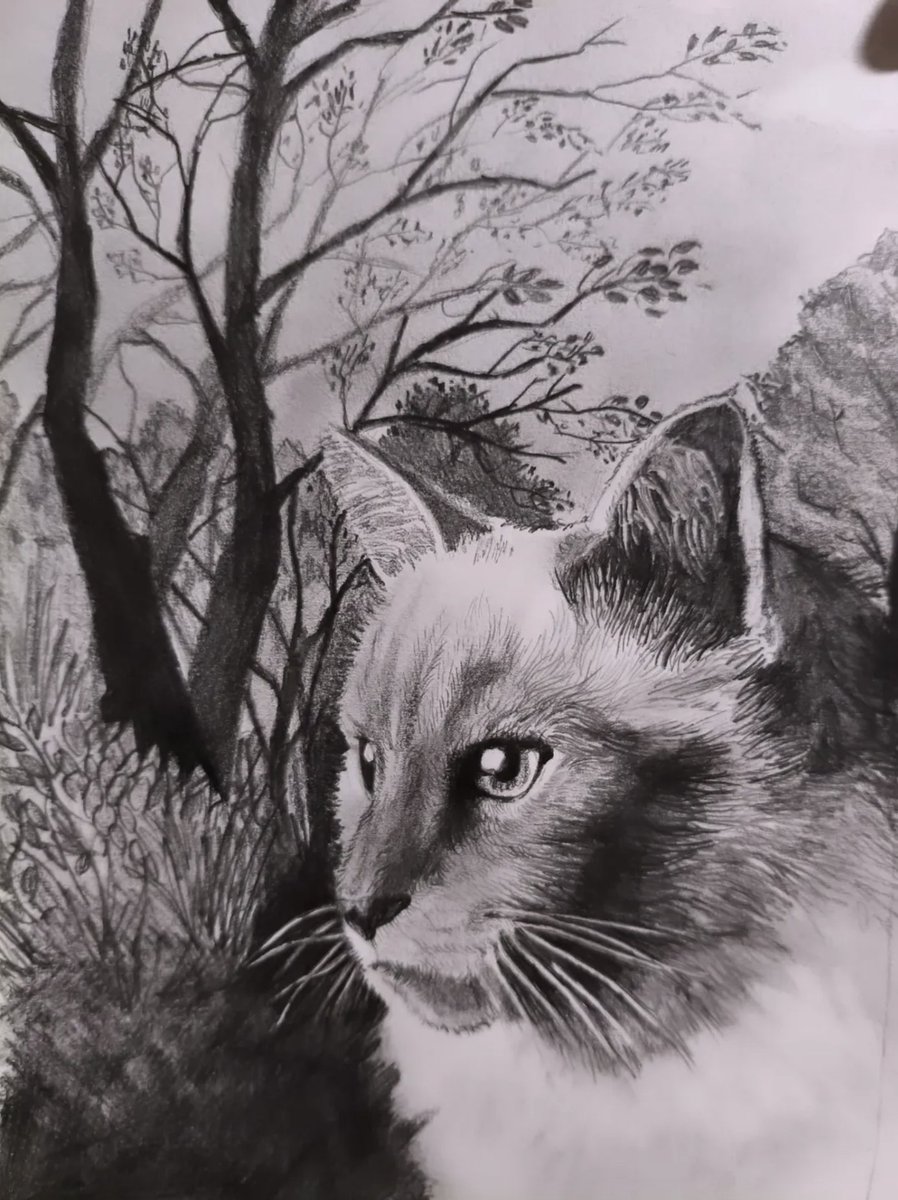 My latest draw.
#drawings #cats #artwork  #NoAI