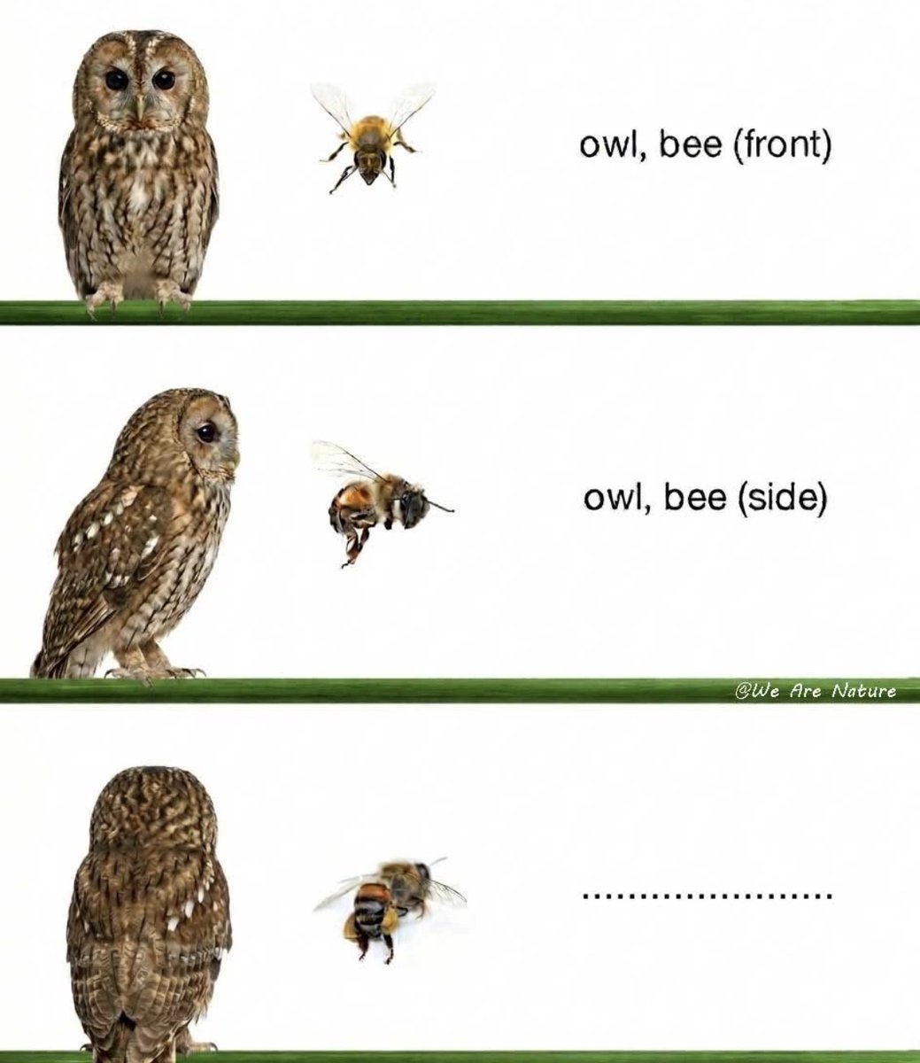 Respectful Memes (@respectfulmemes) on Twitter photo 