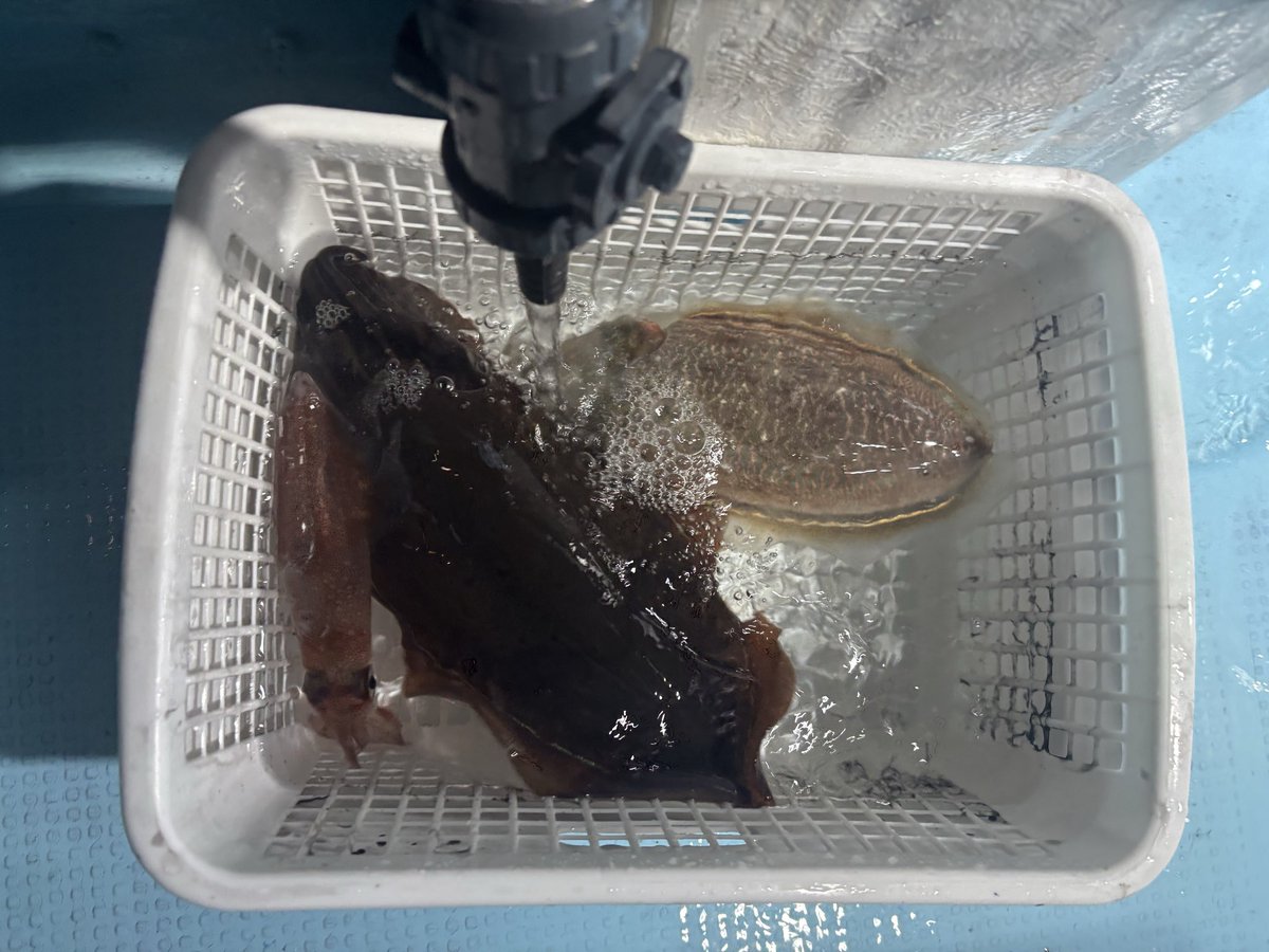 macau_mp68's tweet photo. 昨晩はイカ🦑釣り
前回に引き続き渋い、、🥹
船内唯一のケンサキとコウイカ、モンゴウイカのイカ3種達成(笑)

＃釣り
＃イカメタル https://t.co/Wtjsj4ze3O