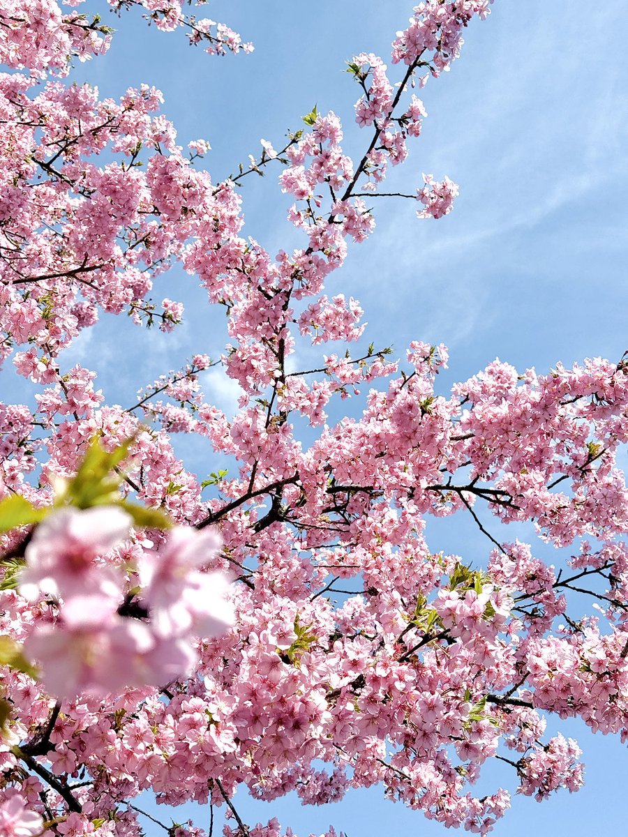 overidge_inc's tweet photo. おはようございます😃

近所の河津桜が綺麗に咲いて、
ヒヨドリたちが賑やかに会話をしていました。
花粉が飛び交う季節で
目がショボショボですが、
今週も頑張っていきましょう🌸

#河津桜 #ヒヨドリ #花粉症 https://t.co/cWPRPDKIoe