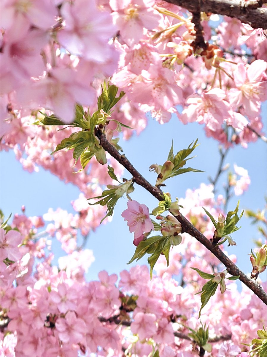 overidge_inc's tweet photo. おはようございます😃

近所の河津桜が綺麗に咲いて、
ヒヨドリたちが賑やかに会話をしていました。
花粉が飛び交う季節で
目がショボショボですが、
今週も頑張っていきましょう🌸

#河津桜 #ヒヨドリ #花粉症 https://t.co/cWPRPDKIoe