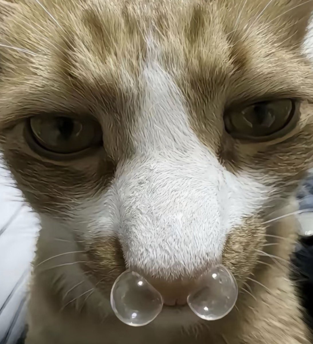 💖 (@twaniimals) on Twitter photo 