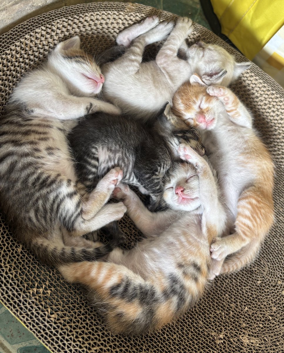 ไถเฟส ตต ยุทุป เกี่ยวกับอาการแมวเป็นหัดแมว 90% บอกไปหาหมาตายทุกตัว แพง เลี้ยงไข้  อีก10 % รักษาตามอาการ รักษาสมุนไพรไทย หายทุกตัว อุนยายขอเป็น 10% ที่ทำตามพี่ๆชาวเน็ตนะคะ หายไวๆนะลูก อย่ากลับดาวแมวเลยนะคะ เราเพิ่งเจอกันเอง