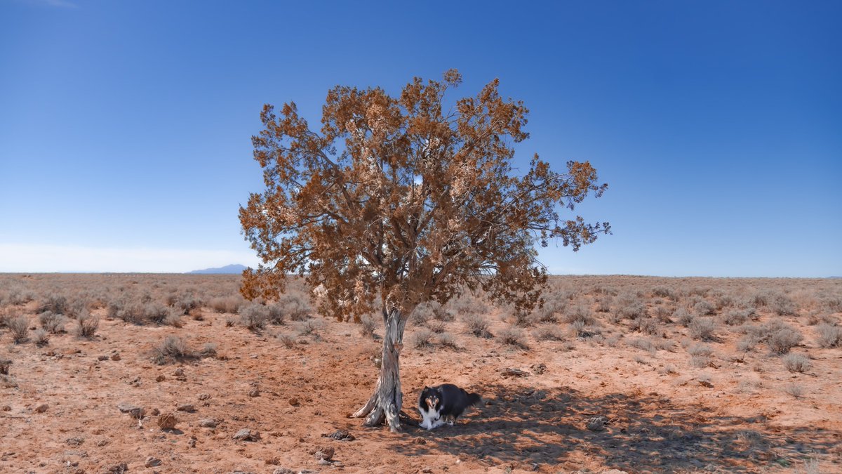NewMexicoDrive's tweet image. Jack will always find the shade #jackanddianeshelties #newmexico #nmdrive