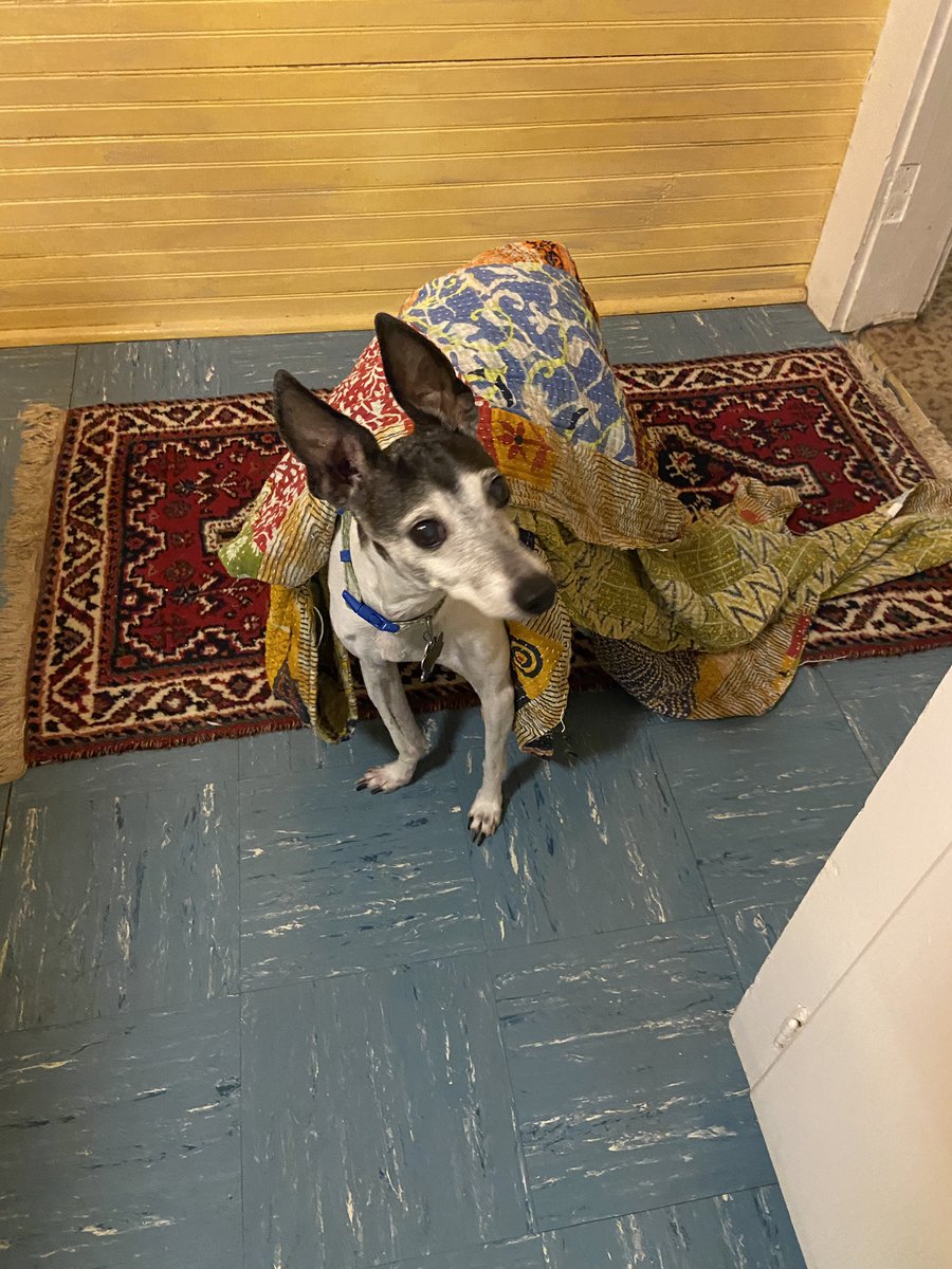ADogNamedMaybe's tweet photo. Iggys, if you’re cold, just walk around with your blanket on you.

#iggys https://t.co/eqUDOhE2BJ
