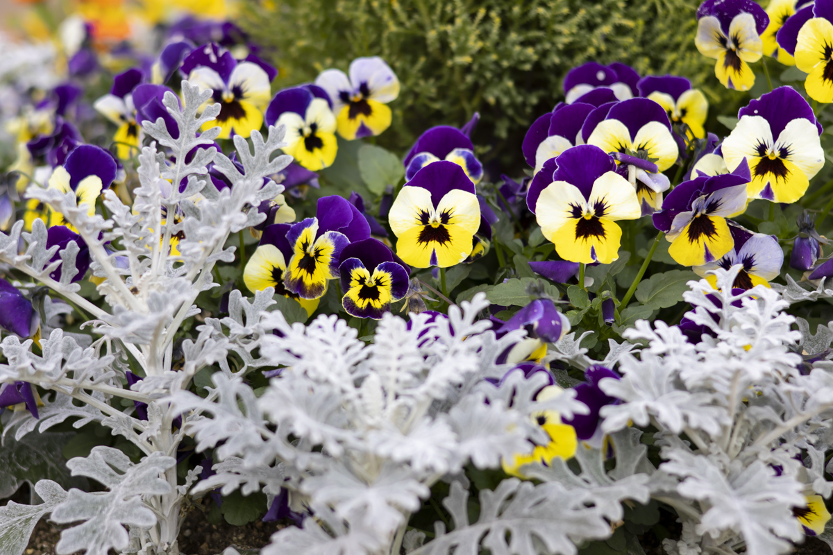 chari_hoi tweet media