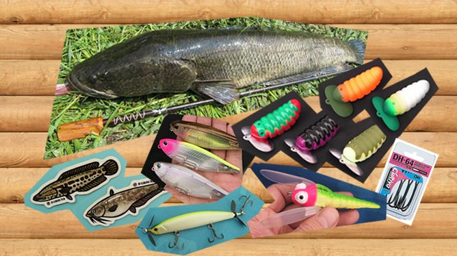 お知らせ]2026年2月の 雷魚・ナマズ・怪魚系 新製品＆発掘情報