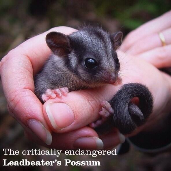 Friends of Leadbeater’s Possum Inc. 🌳 tweet media
