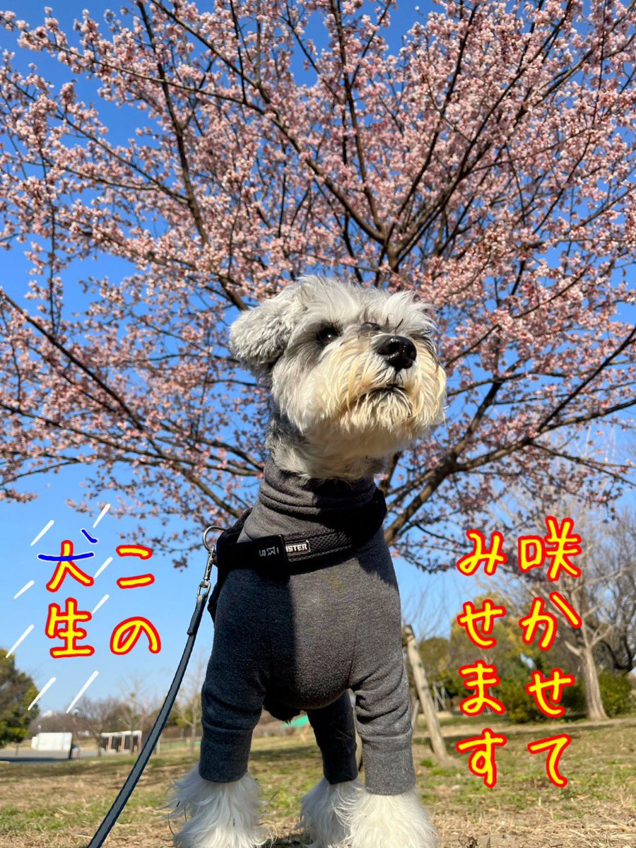 🎗️📢堂々たる決意表明🎗️📢
#ミニチュアシュナウザー
#犬好きさんと繋がりたい
#犬のいる暮らし