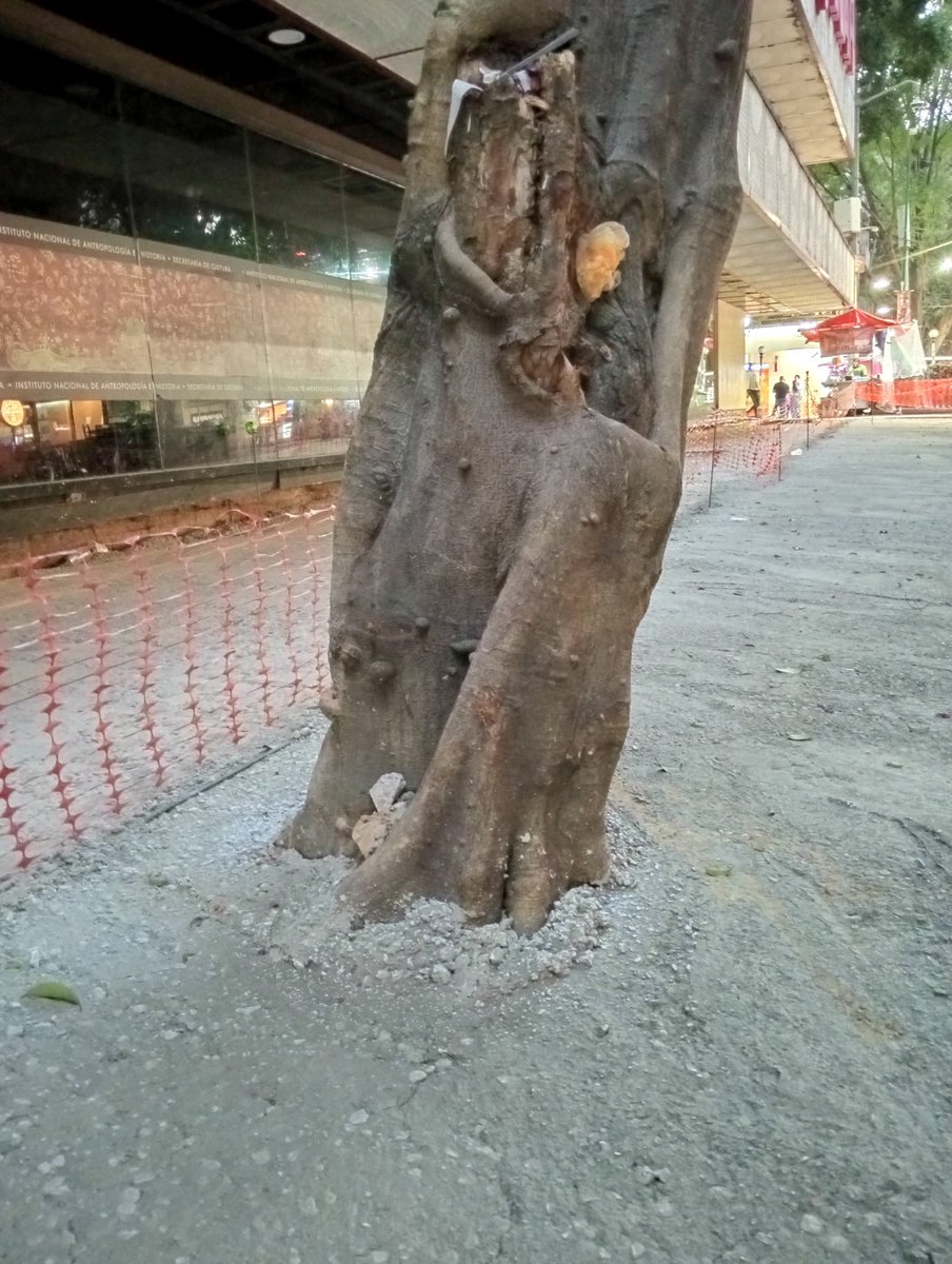 La Colonia Juárez tweet media