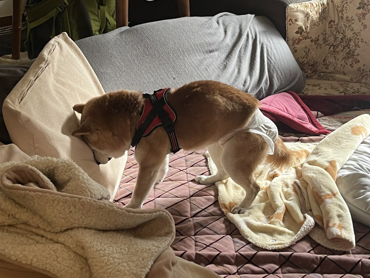 rikuinu's tweet photo. ぶつかり稽古中
#老犬
#柴犬
#おじいわん
#ぐるぐる https://t.co/U2Z9RLyrIJ