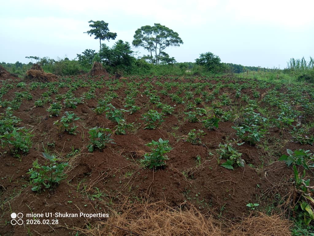 shukranproperty's tweet image. URGENT SALE 🔥🔥

LAKE VIEW PLOT FOR SALE 

Located at Entebbe Buwaya 

#33Decimals Land

Agreement Sale

Selling Price at #25m Ugx 

0706592177