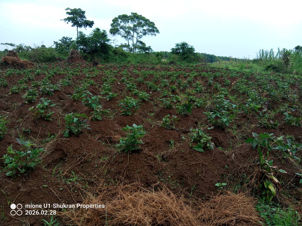 shukranproperty's tweet image. URGENT SALE 🔥🔥

LAKE VIEW PLOT FOR SALE 

Located at Entebbe Buwaya 

#33Decimals Land

Agreement Sale

Selling Price at #25m Ugx 

0706592177