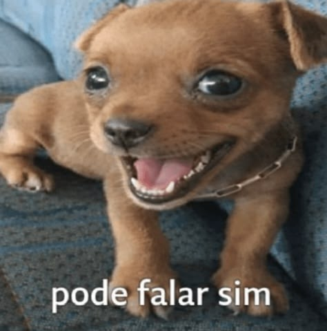 pingandosangue's tweet photo. simplesmente obcecada nas variantes do cachorrinho oi posso fala https://t.co/caBaF0bOsf