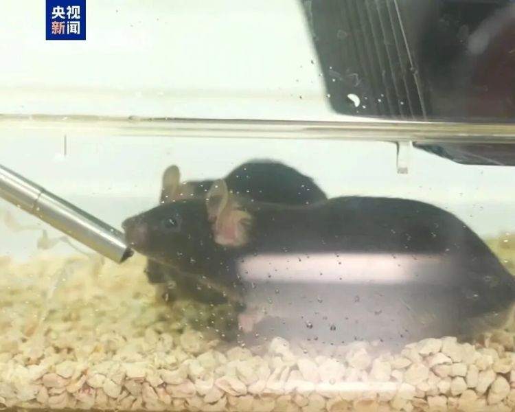 China Science tweet media