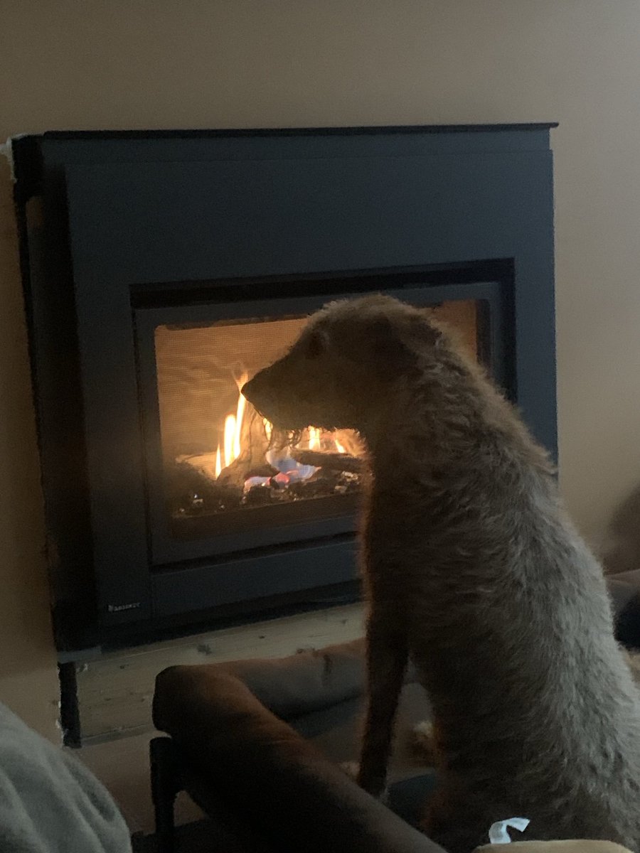 DublinIrishPup's tweet photo. Just a doggo by da hot fingybob 🔥 gotta warm up as Mum gave me a dreaded baff after such a luffly time in da #woods said me was overdue and coat a bit oily #roodness #pffft oh well me survived 😏😜 https://t.co/WEwWkxqzTv