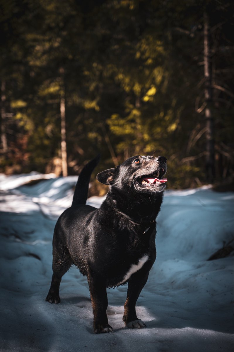 catrin_kish's tweet photo. Пес Вірний. #nikon #Ukraine https://t.co/wgwgiatJLM