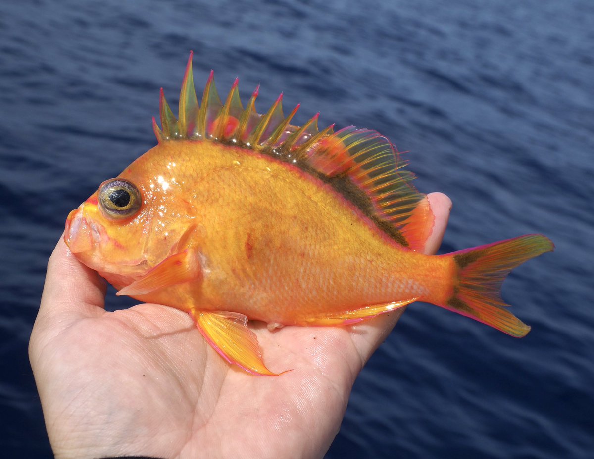 iha8e's tweet photo. Odontanthias fuscipinnis
こいつを見るためにはるばるここまで来たんや！！
全身イエローの極美ハナダイ
度重なるデカツヨの猛攻と自前のロッドへし折れた時はどうなるかと思ったが、ハワイ深海小物は大勝利で幕を下ろした https://t.co/5Pac0JAFQ3