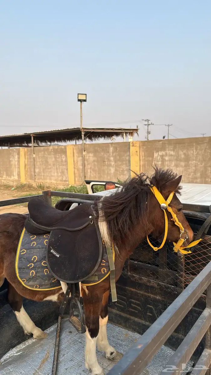 No Comment! tweet media