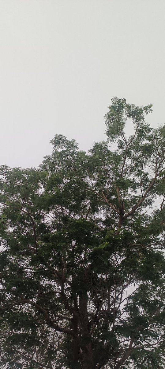 Sometimes village life feels like a blessing 🌫️ 🌴🌲 

Good morning everyone