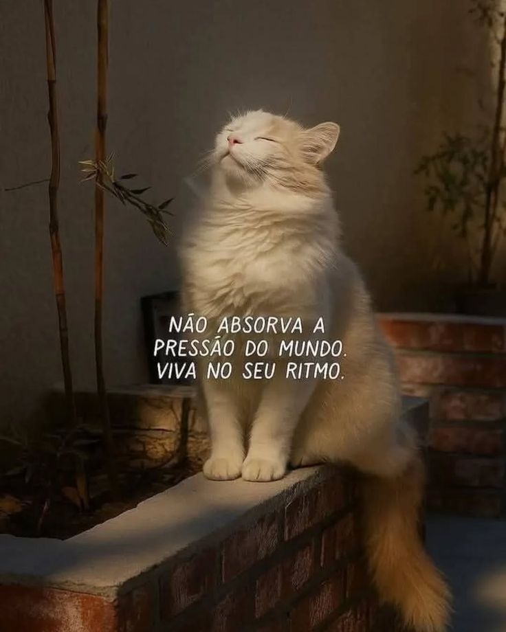 iti malias tweet media