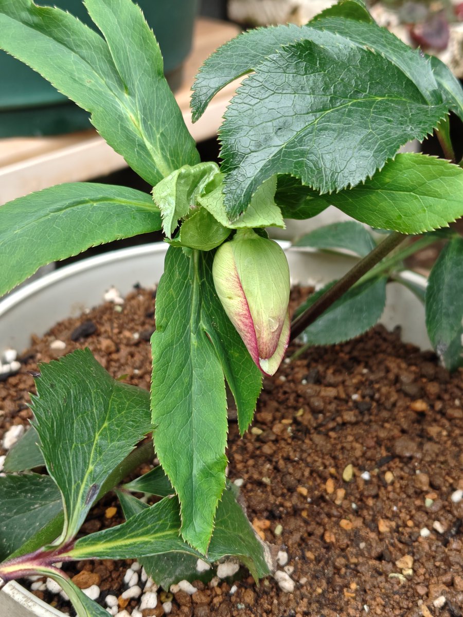 もう今日明日咲くな🥰 また夕方から明日雨なんだよな #初めての