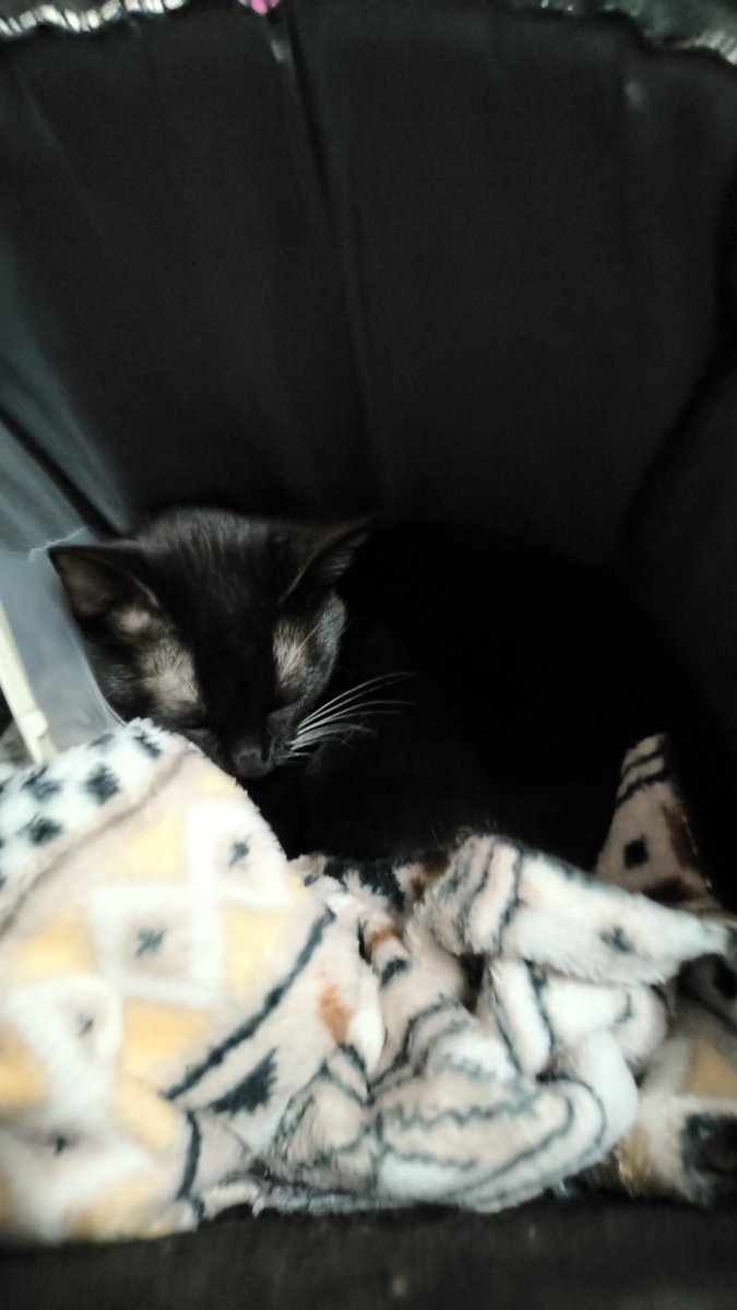 Te voy a extrañar toda mi vida Mew