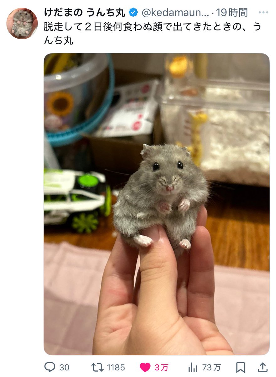 🧸‎かなた🧸【広島県産歌舞伎町ホスト→内勤】 tweet media