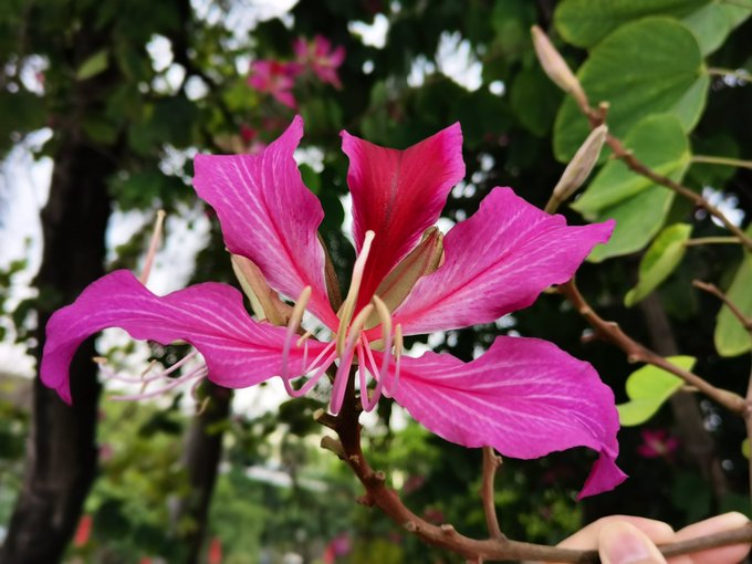 زهرة البوهينيا 😍