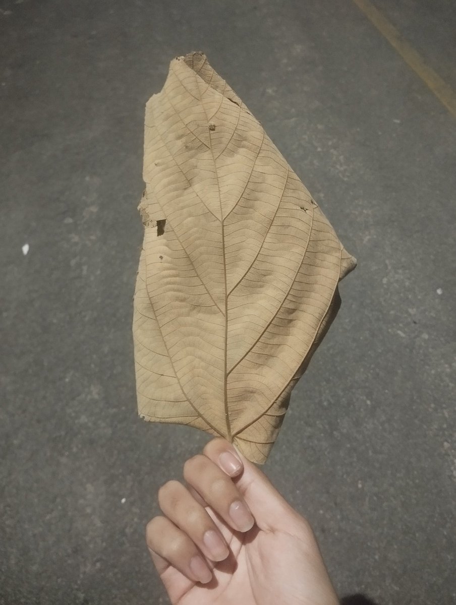 big ass leaf
