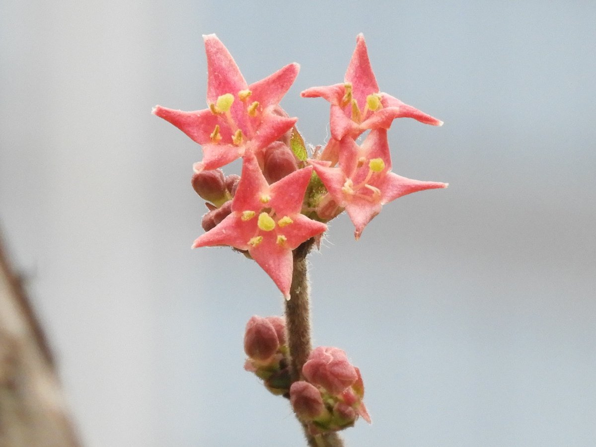 植物図鑑と睨めっこしたところ、 このウグイスカグラは枝に毛がある