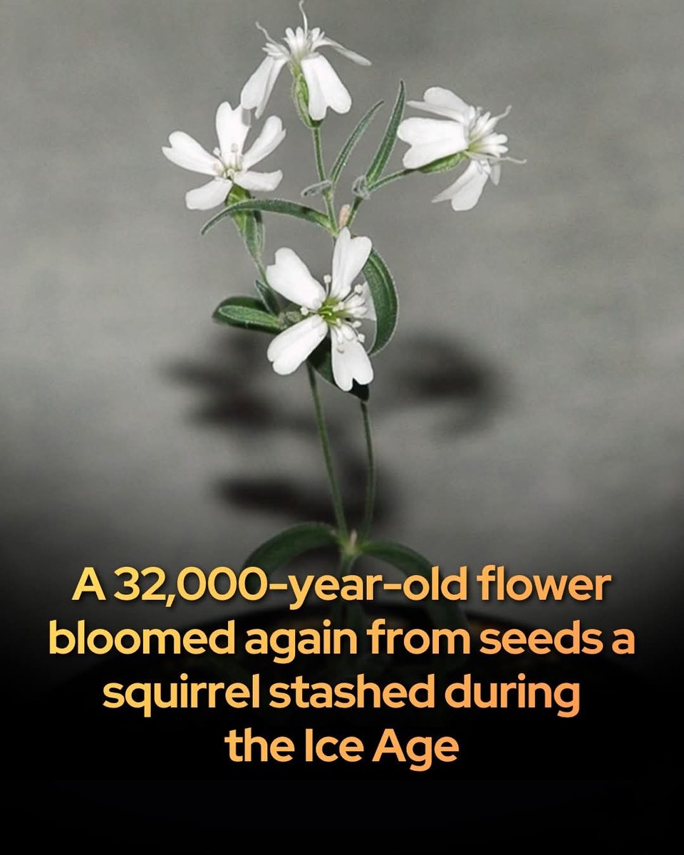 Scientists revived a plant from 32,000-year-old seeds found frozen in the Siberian permafrost.

Making this the oldest organism ever brought back to life.

Researchers discovered the seeds of the Silene stenophylla plant buried 124 feet beneath the earth near the Kolyma River.